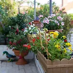 Dragica Apartmán Mali Lošinj